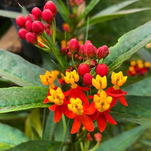 2 Tropical Milkweed Live Plants 4-7 Inches, Asclepias Butterfly Milkweeds - Image 2
