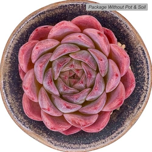 Echeveria Strawberry Shake Rare Live Succulent Plants, 1 Head Pot Size 2.5" Pink Live Plant, Excludes Pot & Soil, Garden Indoor Office Desk, Wedding Party Baby Shower Decor, Gift for Plant Enthusiasts - Image 2