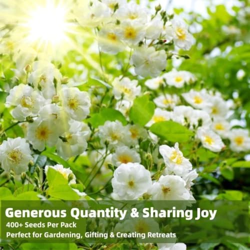 390+ Climbing Jasmine Seeds, Fragrant Perennial Flowering Vine for Outdoor Garden, Scented Blossom Patio Plant Value Pack - Image 3