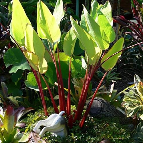 Red Stem Canna a Great Live Pond Plant for Your Water Garden. Filters koi and Goldfish Ponds. Good for Bogs, Plant Shelf or Shallow Water This marginal Aquatic is a Real Beauty - Image 5
