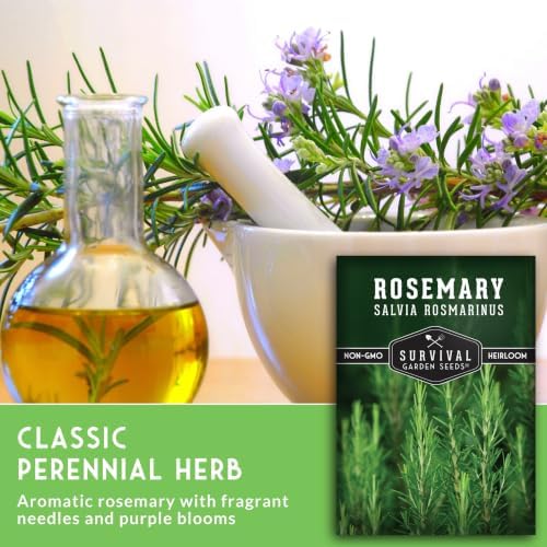 Rosemary Seeds for Planting – Survival Garden Seeds (1 Pack) - Image 3