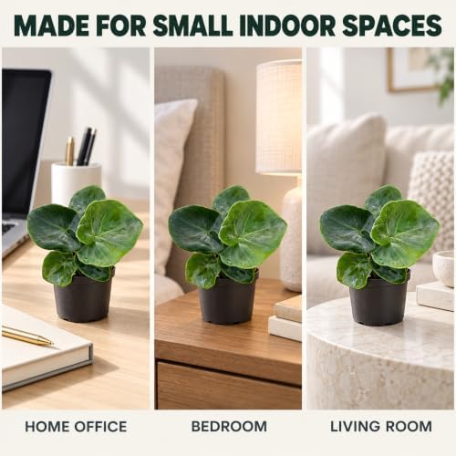 Philodendron Atom Live Plant - Rare Compact Indoor Houseplant & Leafy Gift - Image 6