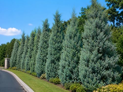 10 Carolina Sapphire Arizona Cypress Trees - 6-12" Tall Live Plants Potted by Unknown