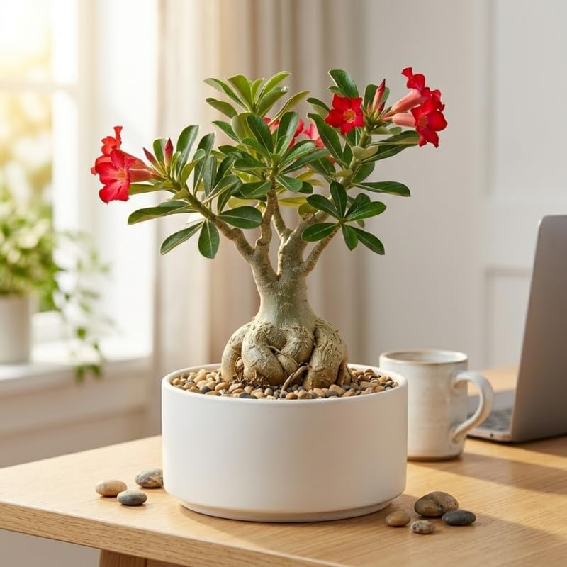 Desert Rose Plant, 4 Inch Potted Adenium Obesum, Low Maintenance Indoor Bonsai Succulent with Striking Red Blooms for Home & Patio Décor - Image 2