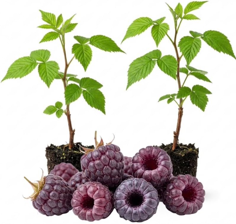 2 Purple Raspberry Live Plants, 5-9 Inch Tall Berry Bushes by PlantsSeedsBulbs