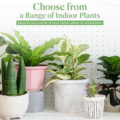 American Plant Exchange Peace Lily, Live Spathiphyllum Plants, 4-Inch Pots, 4 Pack in Deco Covers, Flowering Houseplants, Easy Care, Low Light, Perfect for Housewarming, Sympathy, or Party Gifts - Image 4