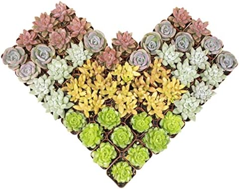 Altman Plants Premium Bulk Succulent Plants (50 Pack), 5 Unique Live Succulents in Sets of 10, Assorted Colors & Shapes, 2 in Pots by AltmanPlants