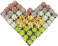 Altman Plants Premium Bulk Succulent Plants (50 Pack), 5 Unique Live Succulents in Sets of 10, Assorted Colors & Shapes, 2 in Pots by AltmanPlants