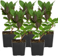 Purple Honeysuckle Plant Live, Fragrant Lonicera Japonica, 2in Pot, 5-Pack by MyShelfie