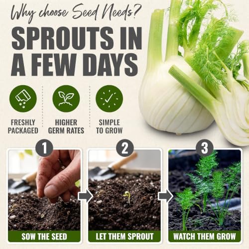 Seed Needs Florence Fennel Seeds to Plant an Herb Garden - 2 Packs - Image 5