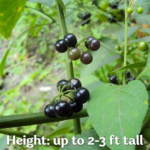 50 Black Nightshade Hierba Mora Heirloom Seeds, Solanum Nigrum - Image 4