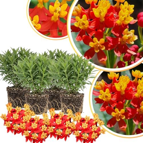 4 Red Yellow Butterfly Milkweed Plants Live, Flower Plant, 5-9 Inch Tall by GardenNurserySince1996