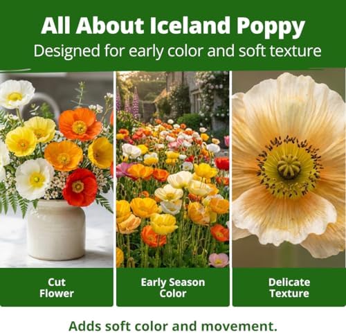 HOME GROWN Iceland Poppy Seeds, 7,000 Seeds, Papaver nudicaule - Image 4