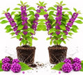 2 American Beautyberry Live Plants, Fruit Shrub, 5-9 Inch Tall by PlantsSeedsBulbs