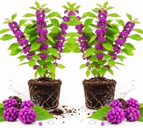 2 American Beautyberry Live Plants, Fruit Shrub, 5-9 Inch Tall by PlantsSeedsBulbs