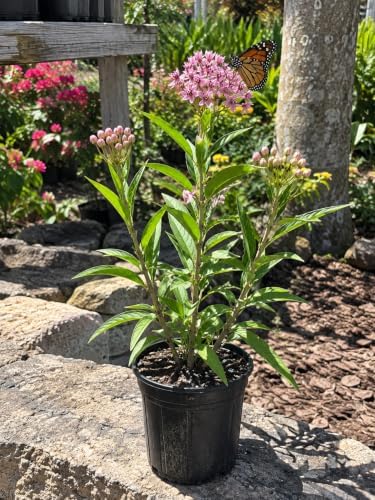American Plant Exchange Live Swamp Incarnata Pink Milkweed - 6-Inch Pot - Image 3