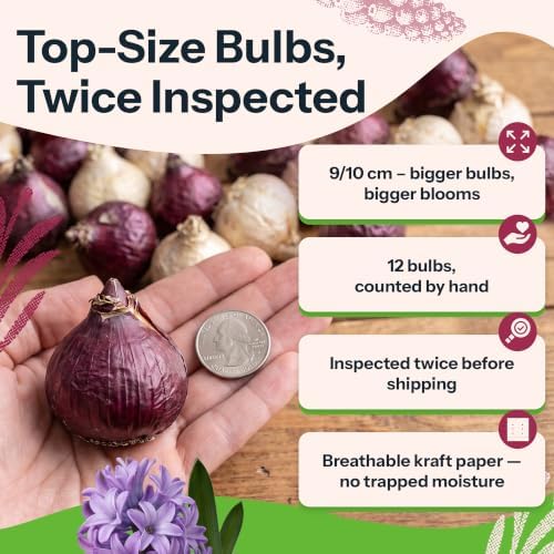 12 Mix Hyacinth Flower Bulbs Cotton Candy Mixture Hyacinthus - Image 3