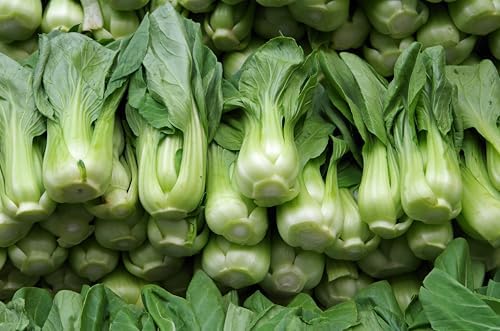 1500+ Bok Choy Seeds for Planting, Baby Asian Greens - Image 5