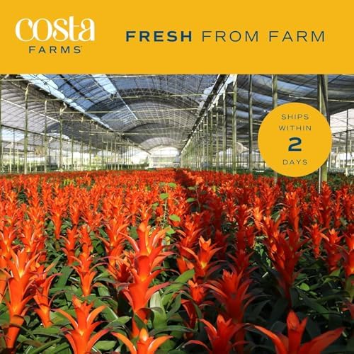 Costa Farms Bromeliad, Live Indoor Plant, Easy Care, Home Decor - Image 6