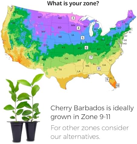 Barbados Cherry Tree (4 Pack) Live Plant for Sale | Easy to Grow Plants | Edible Fruit Plant for Sustainable Living | Grow Your Food on Your Edible Organic Garden - Image 3