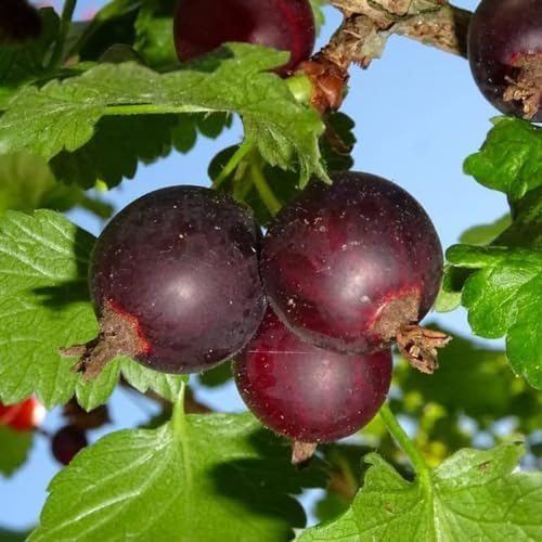 Jeanne Gooseberry Bush Live Plant, Berry Fruit for Planting, 5-9" Tall - Image 4