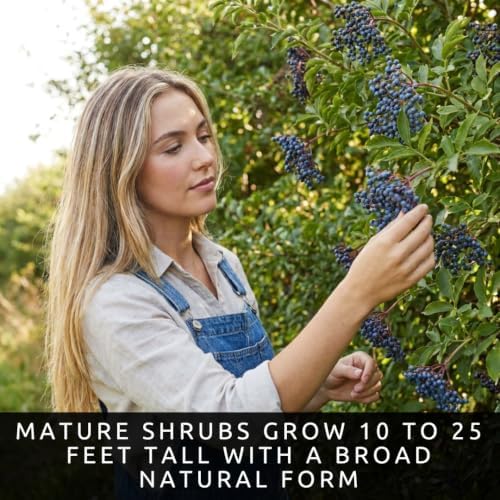 Blue Elderberry Seeds for Planting | Native Berry Shrub | 100 Seeds - Image 5