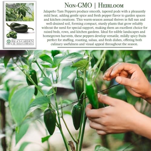 Jalapeño Tam Pepper Seeds (Capsicum annuum) – 50+ Non GMO & Heirloom Seeds by Isla’s Garden Seeds, Mild-Heat Jalapeños for Salsas, Stuffing & Fresh Cooking, Ideal Kitchen Garden Gift Idea - Image 3