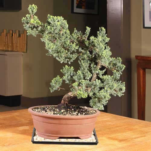 Brussel's Bonsai - Large Juniper Live Bonsai Tree with Tray, Indoor Plant - Image 4