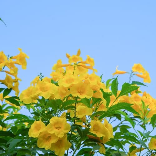 Perfect Plants Yellow Carolina Jasmine, 1 Gallon, Live Plant Vine - Image 5