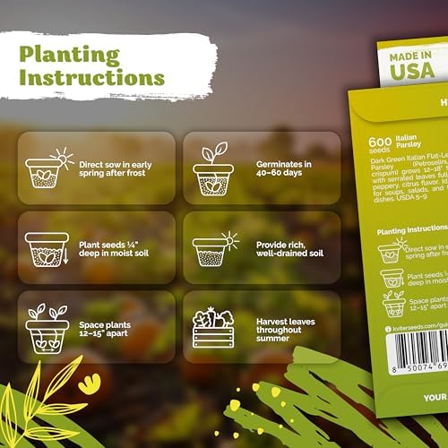 600 Flat Leaf Italian Parsley Heirloom Herb Seeds, Petroselinum Crispum - Image 3