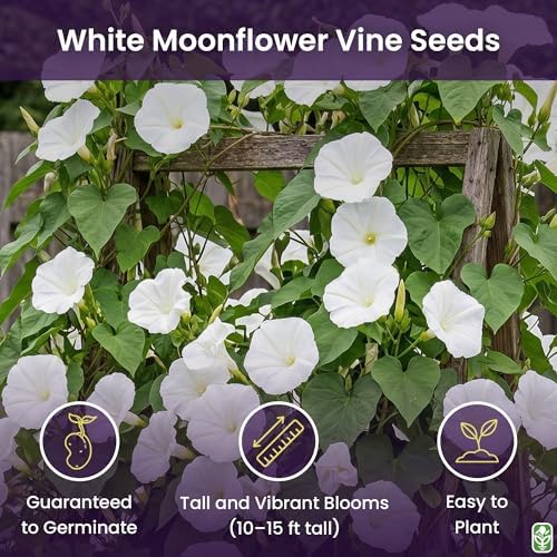 White Moonflower Vine Seeds - Climbing Vine Up to 15 Feet - Fragrant - Image 2