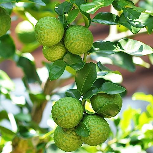 Kaffir Lime Tree - 2-4 Inch Tall Makrut/Thai Lime Live Plant - Potted Fruit Seedling - Citrus Hystrix - Image 3