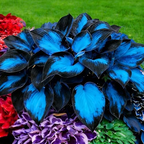 Hosta Seeds for Planting, 200+pcs Perennial Hummingbirds Hosta Vine Flower Seeds, Non-GMO Heirloom Long Blooming Plants Shaded Entry Pathway Flowers for Garden Outdoors - Image 7