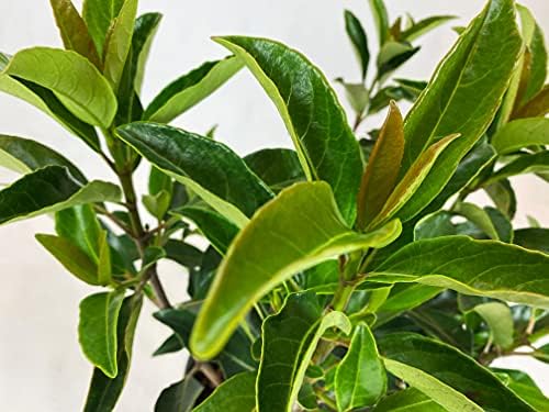 Chindo Viburnum, Live Evergreen Flowering Shrub, 3 Gallon - Image 2