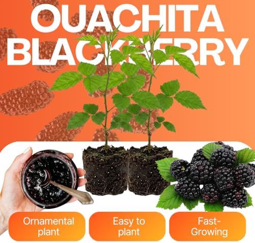 2 Ouachita BlackBerry Live Plants, Outdoor Berry Plant, 4-8 Inch Tall - Image 4