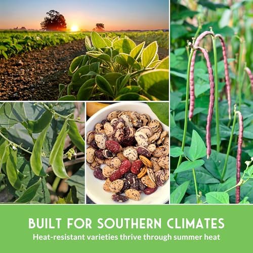 Hot Weather Bean Seeds for Planting – 5 Varieties - Survival Garden Seeds - Image 6