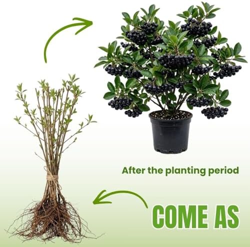 Live Black Chokeberry Plant, Bare Root - 12-16 Inch Tall Plants - Image 3