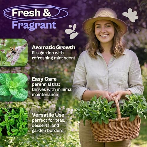 SVI 1900 Common Mint Seeds (Mentha spicata) – Aromatic Mint Seed Packets, Spearmint Leaves Seed Starting – Heirloom Herb Seeds for Outdoor Garden & Indoor Herb Garden Containers, Raised Beds - Image 3
