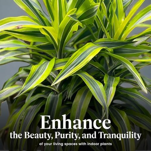 American Plant Exchange Dracaena Lemon Lime – 3-Gallon with Pot – Live Indoor/Outdoor Air Purifying Plant, Vibrant Green Foliage for Home, Office, or Patio Decor - Image 5