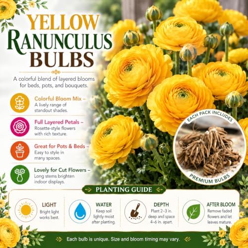 25 Yellow Ranunculus Bulbs for Planting, Peony Perennial Flower - Image 3