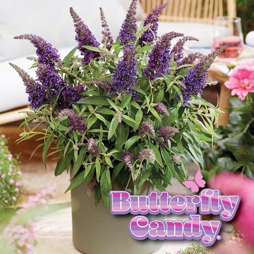Perfect Plants Li'l Grape Butterfly Bush, 1 Gallon, Live Plant - Image 6