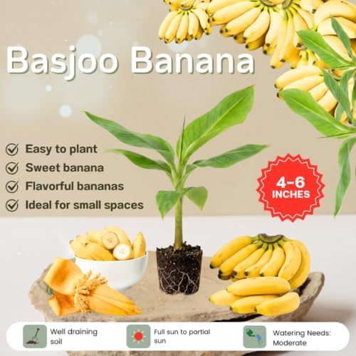 Basjoo Banana Live Plant, 4-6 Inch Tall Cold Hardy Banana Tree - Image 3