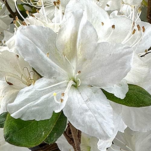 Delaware Valley White Azalea, Live Evergreen Flowering Shrub, 3 Gallon - Image 4