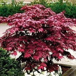 Japanese Red Maple Live Plant – 1-2 Ft Tall Tree in 3 Inch Pot – Outdoor Ornamental Dwarf Red Maple for Landscaping, Patio, Garden or Bonsai Starter – Hardy Deciduous Shade Tree - Image 4