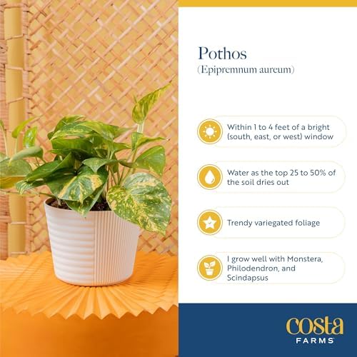Costa Farms Champs Élysées Pothos, Live Indoor Plant, Trailing Vine - Image 6
