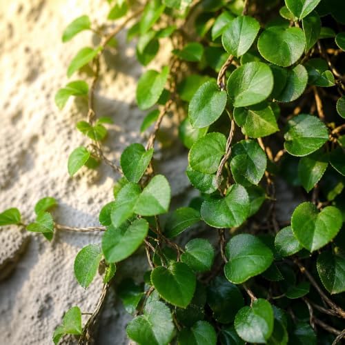 Creeping Fig Vine | 40 Live Plants | Ficus Pumila | Fast-Growing Ground Cover | Evergreen Climbing Vine for Walls & Trellises - Image 3