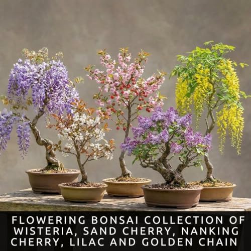 Live Flowering Bonsai Tree Seedlings | 5 Variety Pack with Wisteria, Sand Cherry, Apple, Lilac & Golden Chain | 1-Year-Old Bare Root Starter Trees Collection - Image 5
