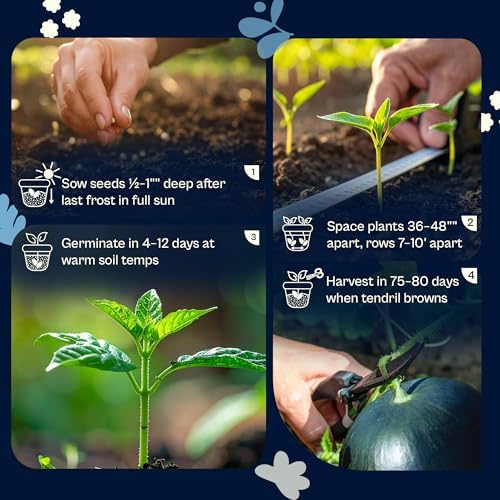 SVI 75 Sugar Baby Watermelon Seeds for Planting (Citrullus lanatus) – Sweet Watermelon, Heirloom Mini Watermelons – Fruit Seeds to Plant in Outdoor Garden & Large Containers - Image 5