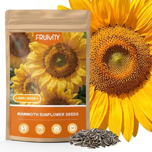 600+ Giant Mammoth Heirloom Sunflower Seeds to Plant, High Germination, Easy to Grow, for Home Garden by Fruivity