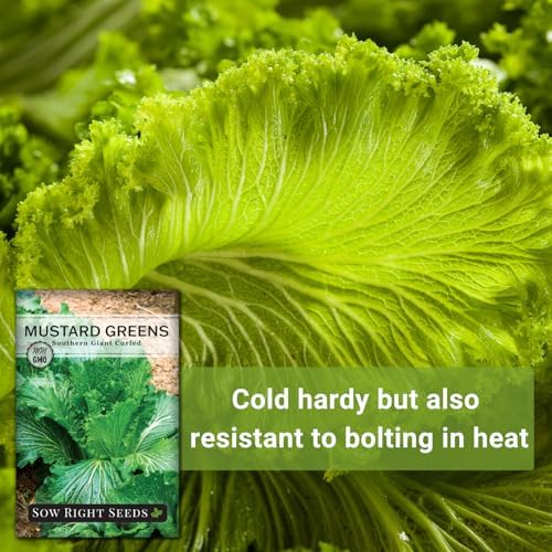 Sow Right Seeds - Southern Giant Curled Mustard Green Seed for Planting - Image 5